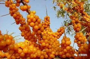 沙棘视频,揭秘神奇果实的营养与功效
