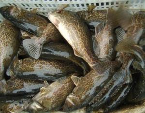 鳜鱼养殖视频,从选种到收获