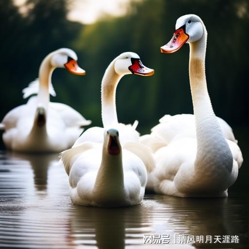 大白鹅视频,萌态百出，温馨瞬间大盘点