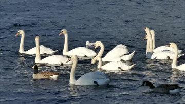 大白鹅视频,萌态百出，温馨瞬间大盘点