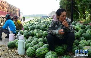 砀山县吃瓜最新事件爆料,揭秘背后惊人真相