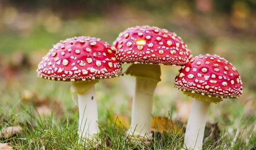 吃瓜爆料黑料蘑菇视频下载大全,蘑菇视频下载大全揭秘