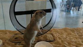 土拨鼠吼叫视频,揭秘神秘动物的声音之谜