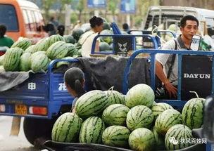 黑交院南校区吃瓜,校园美食圈新热点揭秘”