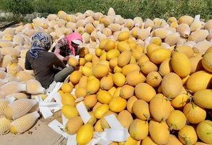 嘉兴市场今日哈密瓜行情,品质优价稳升