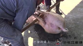 杀年猪视频大全,杀年猪视频大全精彩回顾