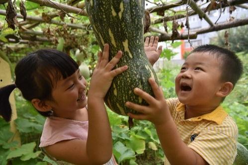 吃瓜爆料山东高密,吃瓜群众揭秘当地热点事件