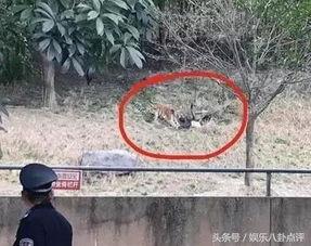 老虎咬人真实视频,老虎咬人现场直击，生死瞬间触目惊心