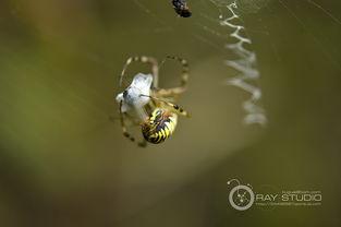 蜘蛛吐丝视频,自然界的神奇纺织术