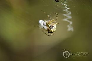 蜘蛛吐丝视频,自然界的神奇纺织术