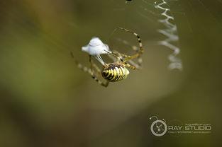 蜘蛛吐丝视频,自然界的神奇纺织术