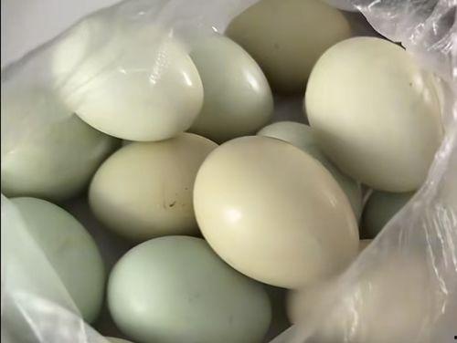 土鸡蛋视频,探寻自然养殖的绿色美味