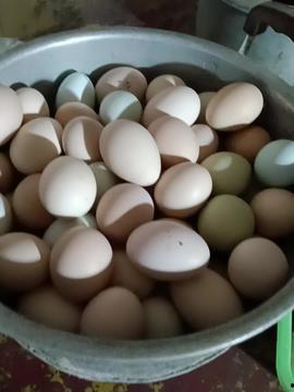 土鸡蛋视频,探寻自然养殖的绿色美味