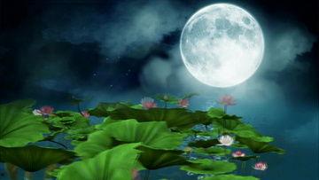 荷塘月色视频,诗意光影下的宁静夜晚