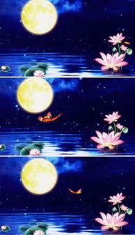 荷塘月色视频,诗意光影下的宁静夜晚