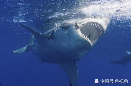 大白鲨的视频,大白鲨惊心动魄的海洋之旅