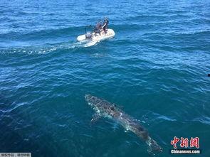 大白鲨的视频,大白鲨惊心动魄的海洋之旅