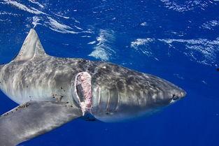 大白鲨的视频,大白鲨惊心动魄的海洋之旅