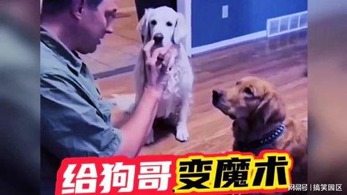 网红狗哥爆料吃瓜视频在线观看,吃瓜视频在线观看，揭秘娱乐圈幕后真相