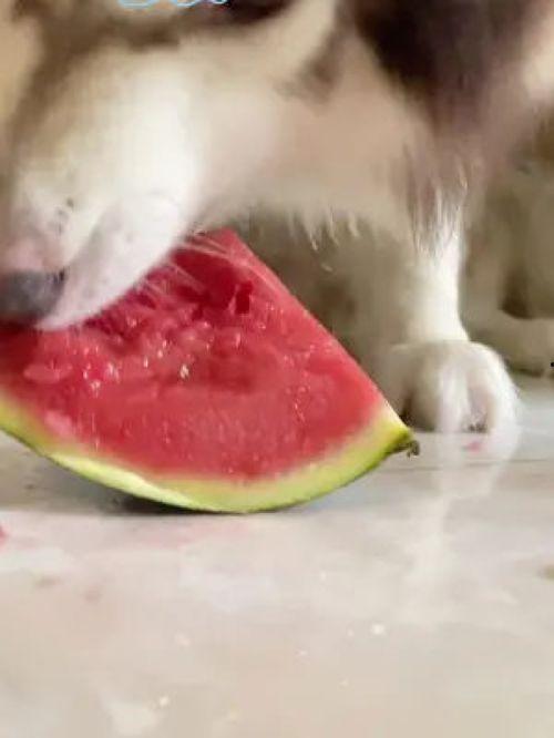 网红狗哥爆料吃瓜视频在线观看,吃瓜视频在线观看，揭秘娱乐圈幕后真相