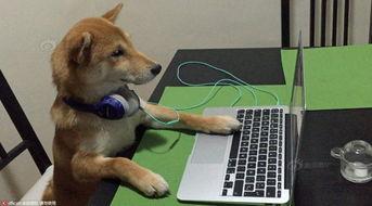 宠物狗狗视频,狗狗视频中的欢乐时光