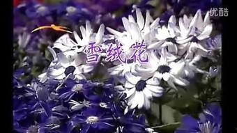 雪绒花视频,探寻冬日里的浪漫与温暖