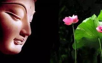 学佛视频,心灵修行之旅