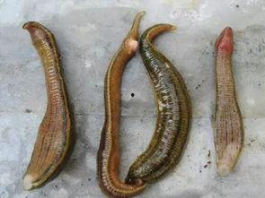 蚂蝗的视频,揭秘自然界的奇妙之旅