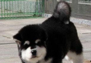 阿拉斯加犬视频,雪地中的忠诚伙伴