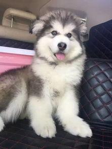 阿拉斯加犬视频,雪地中的忠诚伙伴