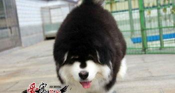 阿拉斯加犬视频,雪地中的忠诚伙伴