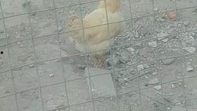 鸡叫的视频,视频记录清晨唤醒之美