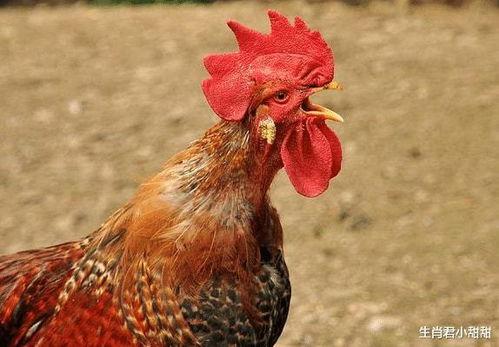 鸡叫的视频,视频记录清晨唤醒之美