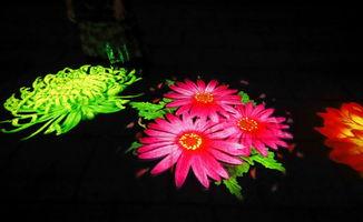 动态视频在线观看,在线观看的精彩瞬间回顾