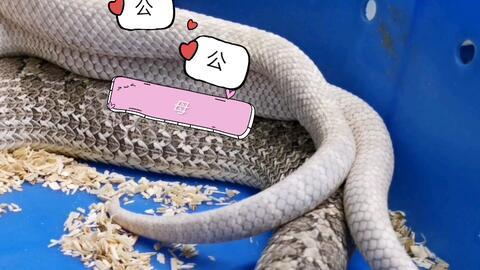 猪与猪交配视频,揭秘猪与猪交配的神秘瞬间