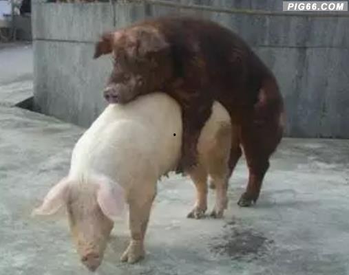 猪与猪交配视频,揭秘猪与猪交配的神秘瞬间