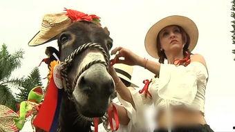 驴叫的视频,一场别开生面的视频盛宴