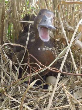 鸭视频,揭秘短视频时代的魅力与挑战