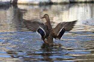 鸭视频,揭秘短视频时代的魅力与挑战
