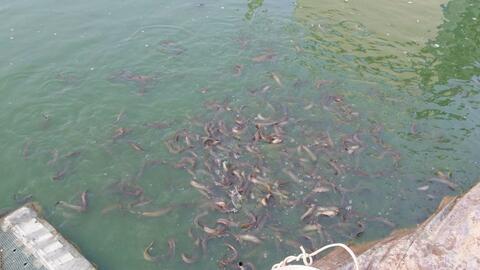 泥鳅的视频,揭秘水中精灵的生活习性