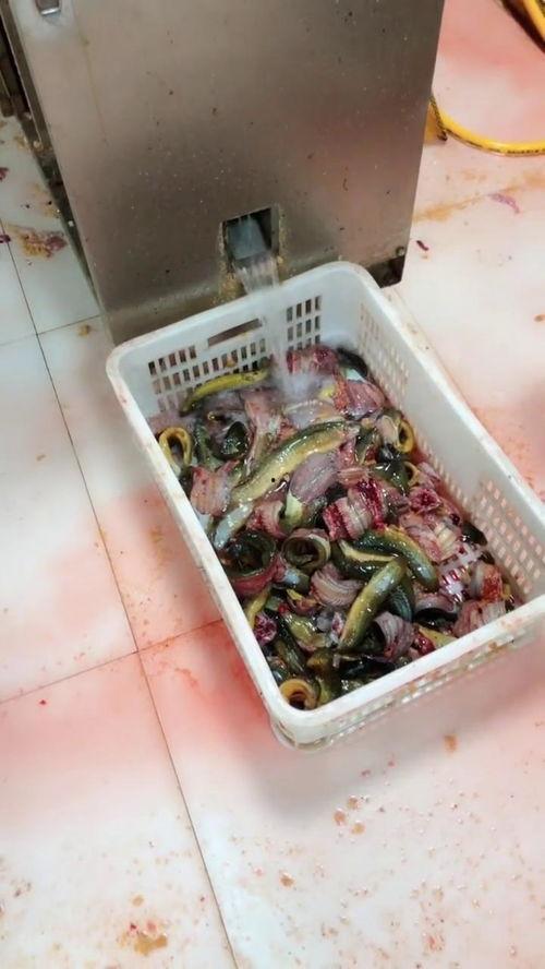 泥鳅的视频,揭秘水中精灵的生活习性