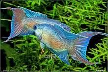 斗鱼繁殖视频,揭秘水中精灵的繁衍生息