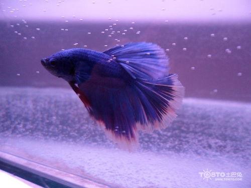 斗鱼繁殖视频,揭秘水中精灵的繁衍生息