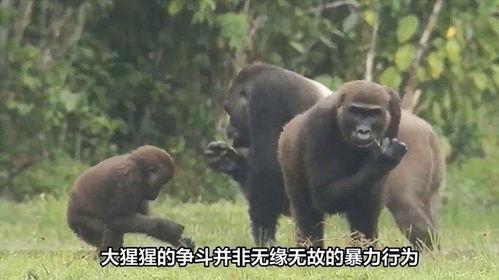 猩猩打架视频,一场震撼人心的肢体较量