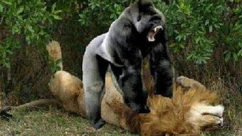 猩猩打架视频,一场震撼人心的肢体较量