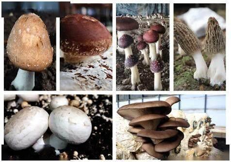 食用菌视频,视频揭秘