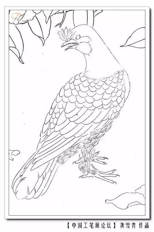 画小鸟视频,画小鸟视频创作解析