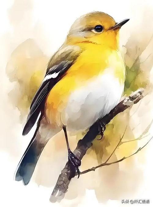 画小鸟视频,画小鸟视频创作解析