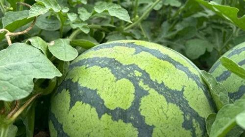 91黑料吃瓜网热点大瓜,揭秘娱乐圈最新热点大瓜，带你领略幕后真相