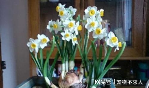水仙花视频,绽放于水中的优雅之花